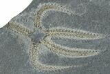 Two Ordovician Brittle Stars (Ophiura) - Morocco #290624-1
